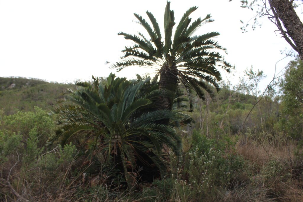 cycad on cycad hiking trail